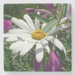 Daisy und Fireweed-Wildblume Steinuntersetzer