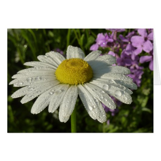 Daisy und Summer Lilac Wildblume (Vorderseite (Horizontal))