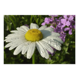 Daisy und Summer Lilac Wildblume Fotodruck