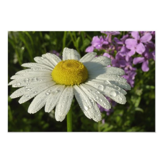Daisy und Summer Lilac Wildblume Fotodruck (Vorne)