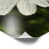 Daisy und Summer Lilac Wildblume Fotodruck (Ecke)