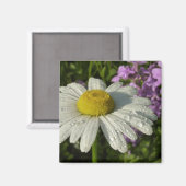 Daisy und Summer Lilac Wildblume Magnet (Vorderseite/Rückseite)