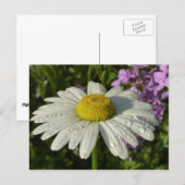 Daisy und Summer Lilac Wildblume Postkarte (Vorne/Hinten)