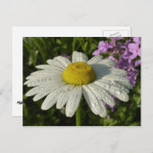 Daisy und Summer Lilac Wildblume Postkarte (Vorne/Hinten)