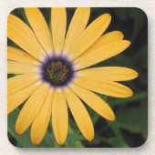 Daisy Untersetzer (Vorderseite)