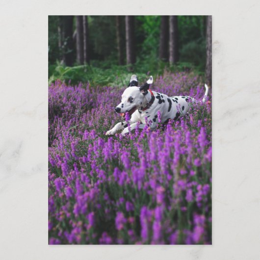 Dalation Bar Menükarte (Rückseite)