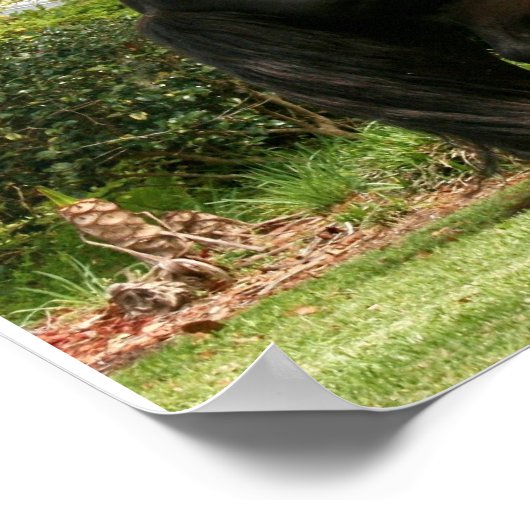 Dales Pony Poster (Ecke)