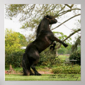 Dales Pony Poster (Vorne)