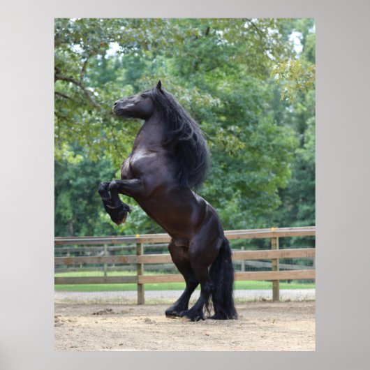 Dales Pony Poster (Vorne)