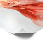 Dalformation Halfmoon Betta FIsh Fotodruck (Ecke)