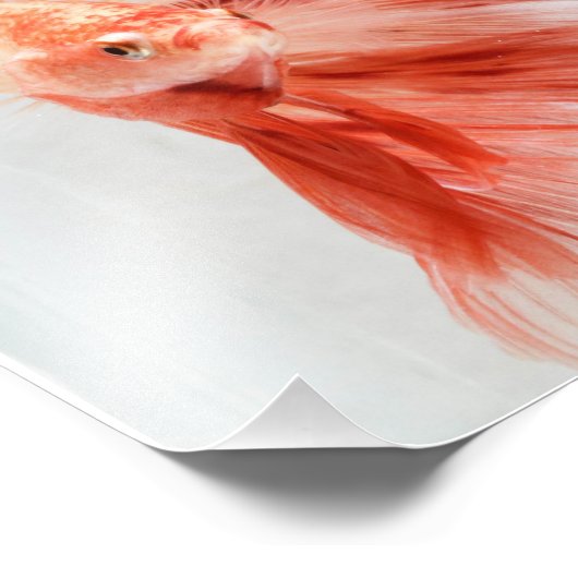 Dalformation Halfmoon Betta FIsh Fotodruck (Ecke)