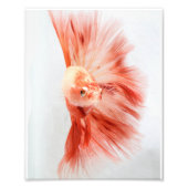 Dalformation Halfmoon Betta FIsh Fotodruck (Vorne)