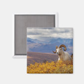 Dall-Schaf, Ovis dalli, Widder Magnet (Vorderseite/Rückseite)
