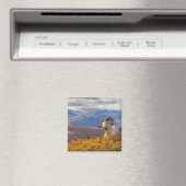 Dall-Schaf, Ovis dalli, Widder Magnet (In Situ (Geschirrspüler))