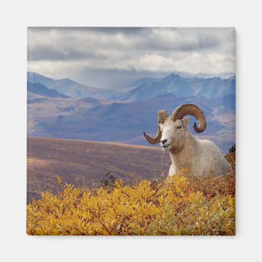 Dall-Schaf, Ovis dalli, Widder Magnet (Vorne)