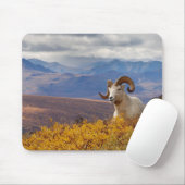 Dall-Schaf, Ovis dalli, Widder Mousepad (Mit Mouse)