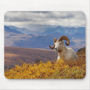 Dall-Schaf, Ovis dalli, Widder Mousepad