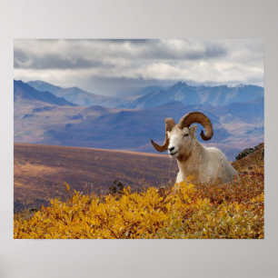 Dall-Schaf, Ovis dalli, Widder Poster