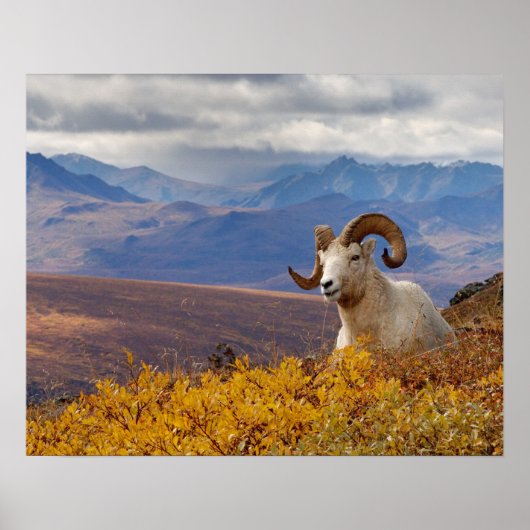 Dall-Schaf, Ovis dalli, Widder Poster (Vorne)