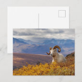 Dall-Schaf, Ovis dalli, Widder Postkarte (Vorne/Hinten)