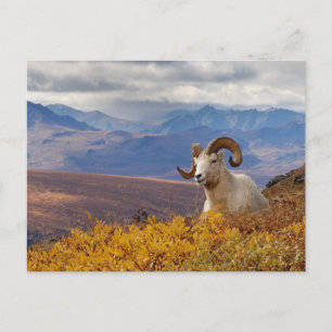 Dall-Schaf, Ovis dalli, Widder Postkarte