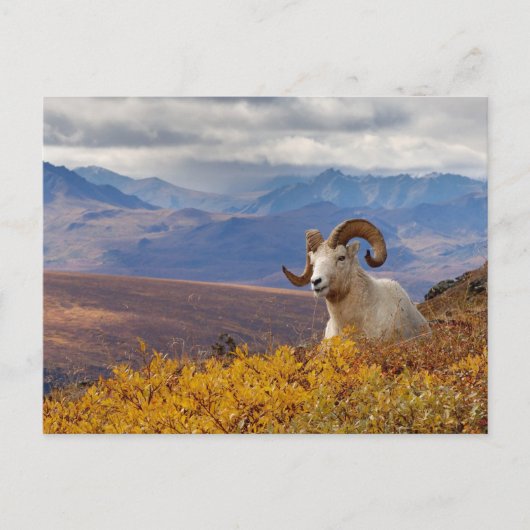 Dall-Schaf, Ovis dalli, Widder Postkarte (Vorderseite)