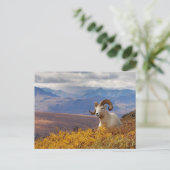 Dall-Schaf, Ovis dalli, Widder Postkarte (Stehend Vorderseite)