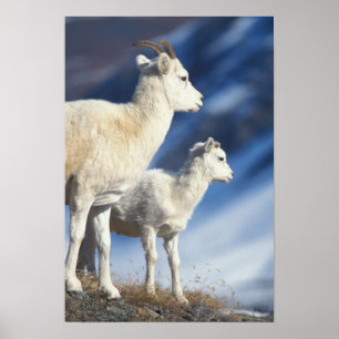 Dall-Schafe, Ovis dalli, Mutterschaf und Lamm Poster