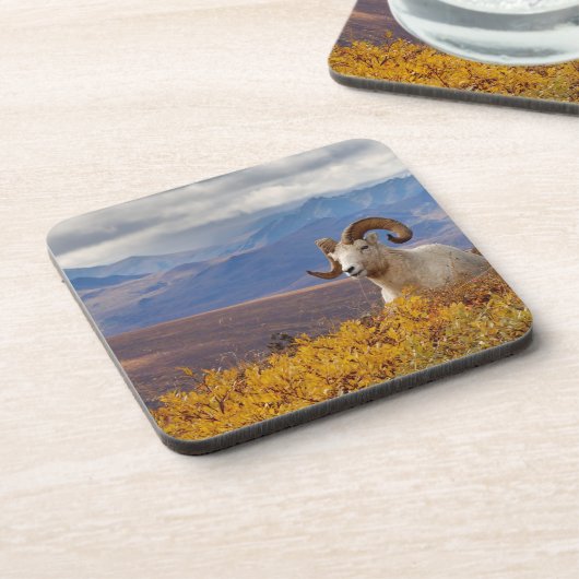 Dall Schafe, Ovis dalli, ram Getränkeuntersetzer (Linke Seite)