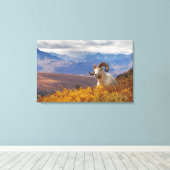 Dall Schafe, Ovis dalli, ram Leinwanddruck (Insitu (Holzboden))