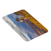 Dall Schafe, Ovis dalli, ram Magnet (Rechte Seite)