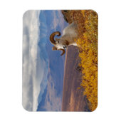 Dall Schafe, Ovis dalli, ram Magnet (Vertikal)