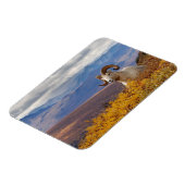 Dall Schafe, Ovis dalli, ram Magnet (Linke Seite)