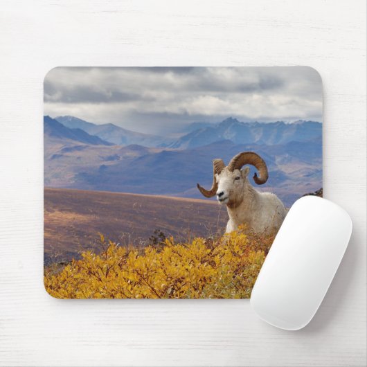 Dall Schafe, Ovis dalli, ram Mousepad (Mit Mouse)