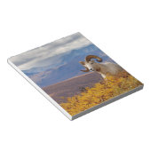 Dall Schafe, Ovis dalli, ram Notizblock (angewinkelt)