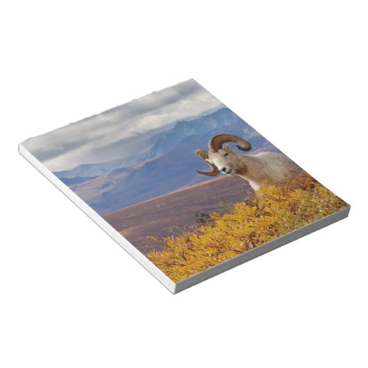 Dall Schafe, Ovis dalli, ram Notizblock (angewinkelt)