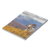 Dall Schafe, Ovis dalli, ram Notizblock (Rotiert)