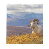 Dall Schafe, Ovis dalli, ram Notizblock (Vorderseite)