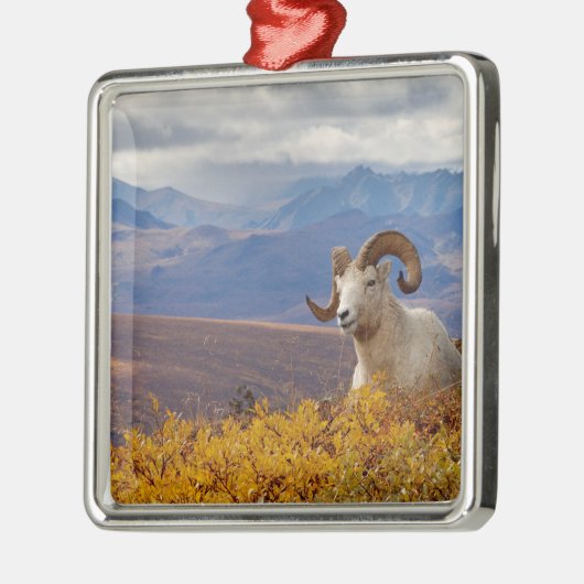 Dall Schafe, Ovis dalli, ram Ornament Aus Metall (Links)