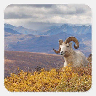 Dall Schafe, Ovis dalli, ram Quadratischer Aufkleber