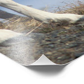 Dall Schafe, Ovis dalli, Schafe und Lamm Fotodruck (Ecke)