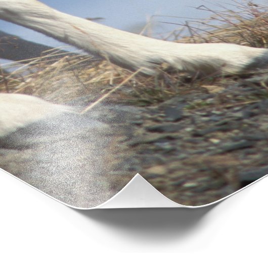 Dall Schafe, Ovis dalli, Schafe und Lamm Fotodruck (Ecke)