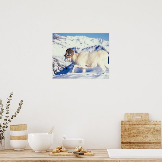 Dall Schafe, Ovis dalli, voller Curry auf einem Poster (Küche)