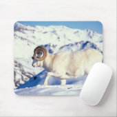 Dall Schafe, Ovis dalli, vollständiger ram Mousepad (Mit Mouse)