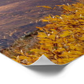 Dall Schafe, Ovis dalli, Widder auf einem Poster (Ecke)