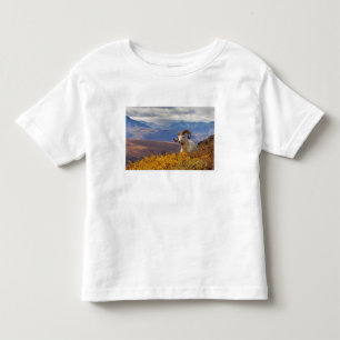 Dall-Schafe, Ovis dalli, Widder Kleinkind T-shirt