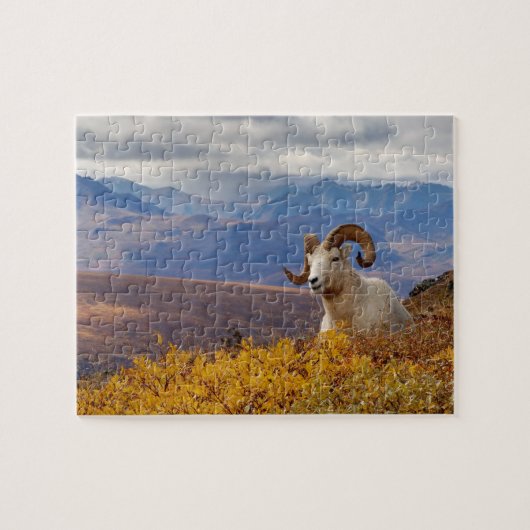 Dall-Schafe, Ovis dalli, Widder Puzzle (Horizontal)