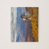Dall-Schafe, Ovis dalli, Widder Puzzle (Vertikal)