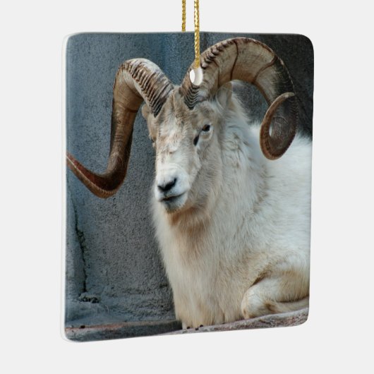 Dall Sheep Ornament (Rechts)