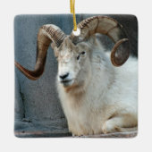 Dall Sheep Ornament (Vorderseite)